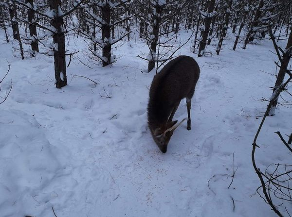 Во Владимирской области в снежном лесу обнаружили лесного зверя