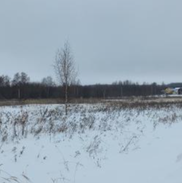 Во Владимирской области участок сельхозназначения в 121 гектар бросили на произвол судьбы